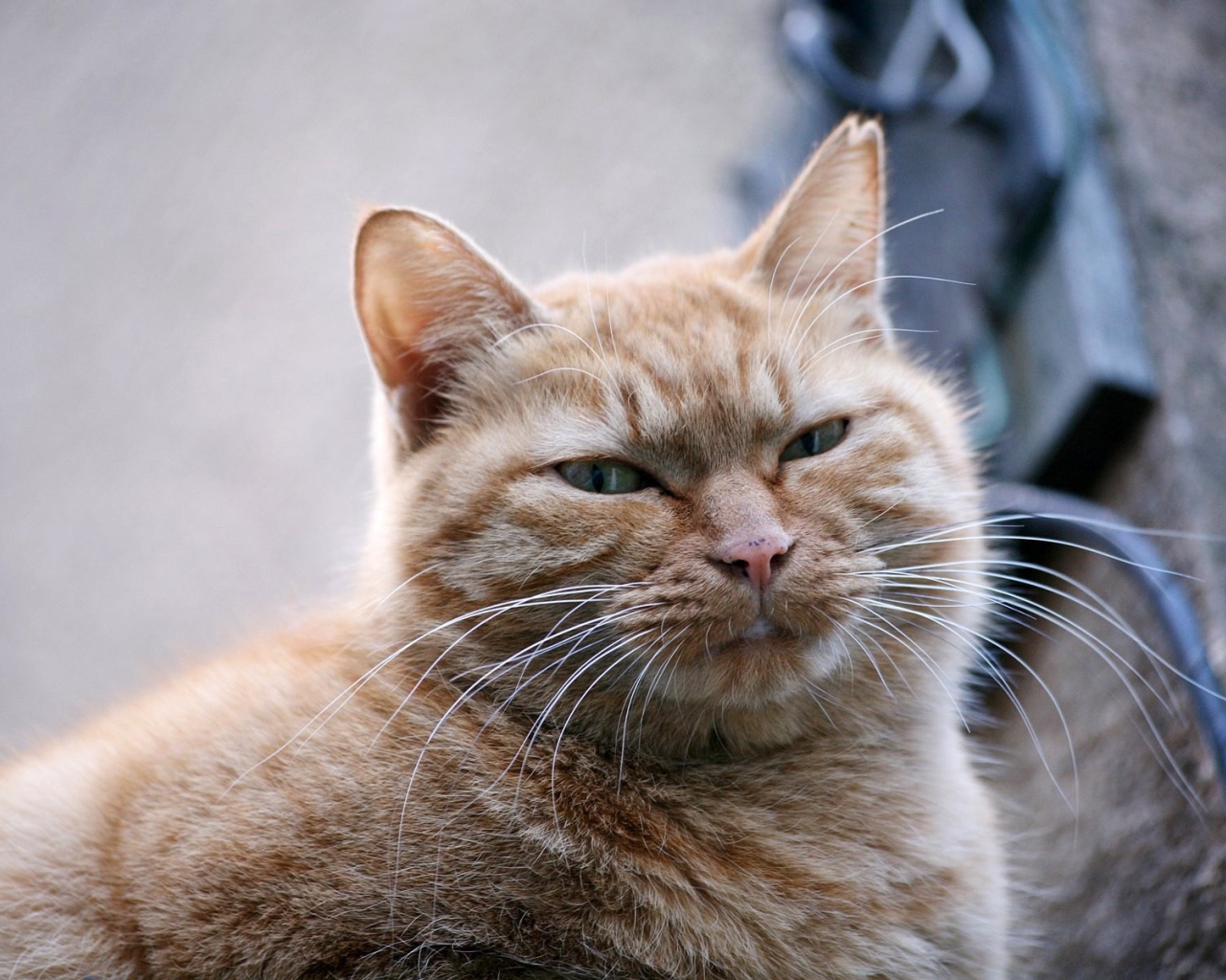 Толстый серый кот