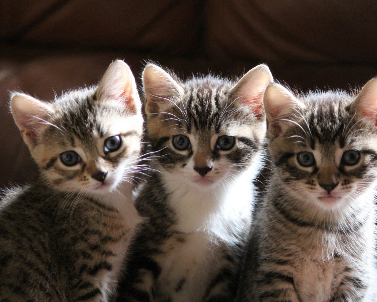 Три маленьких котенка