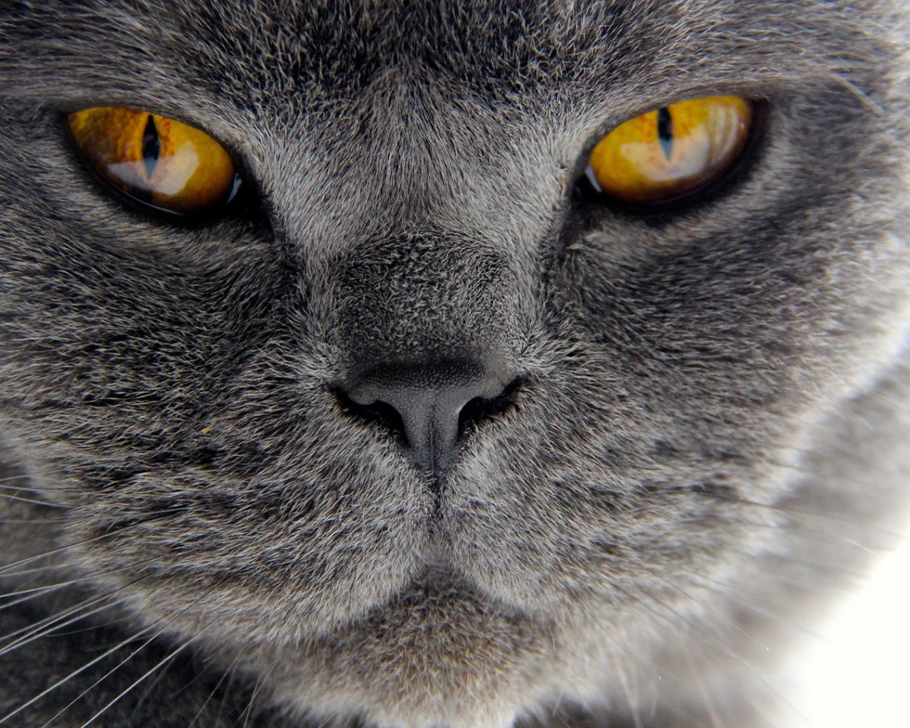 Хитрый британский кот