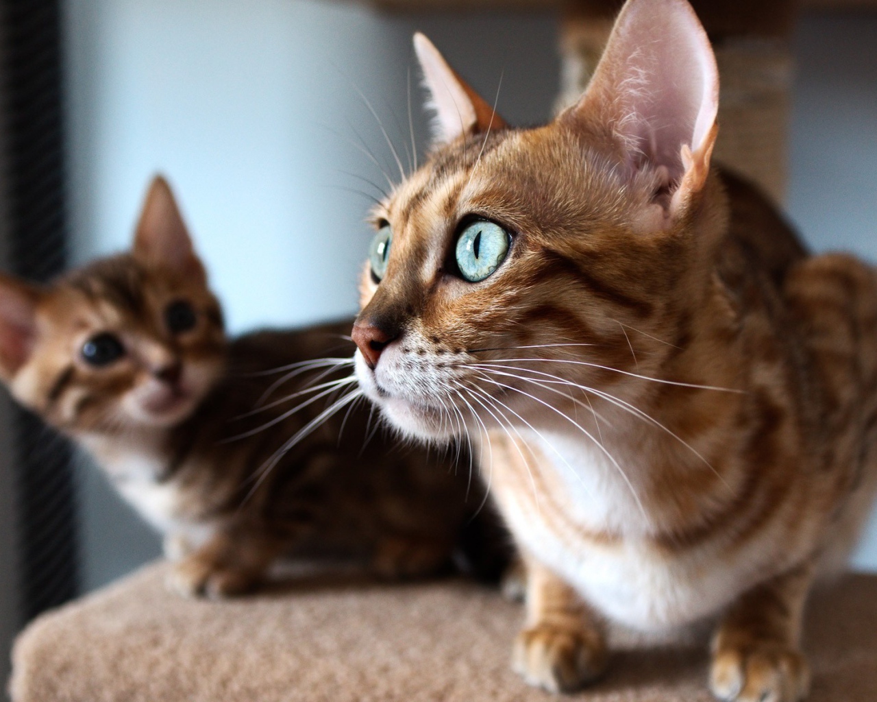 Два бенгальских кота