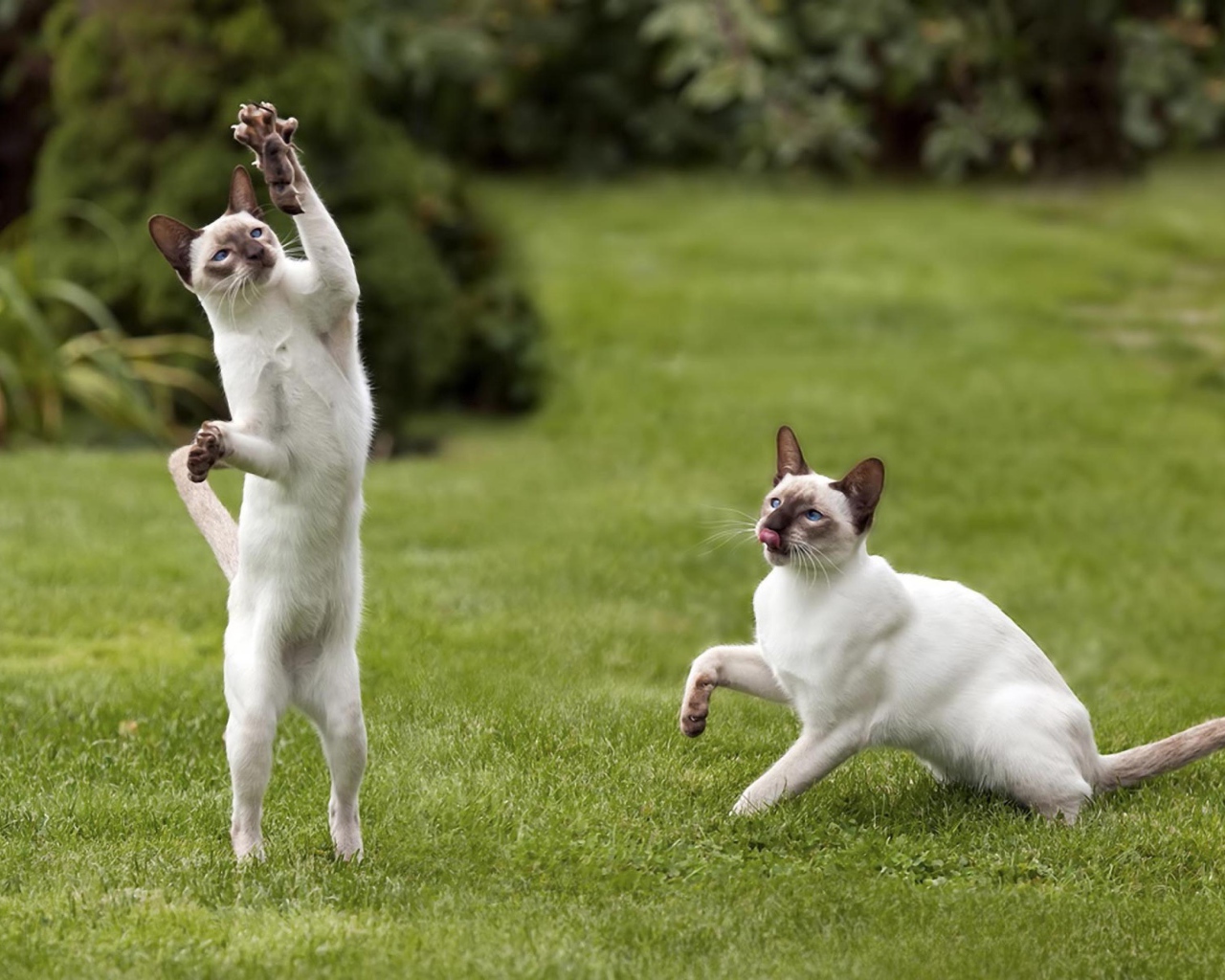 Два сиамских кота поймали мышь