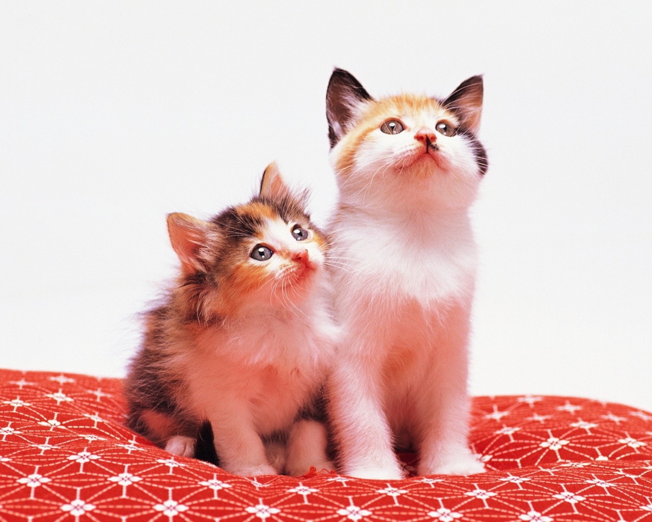 Два милых котенка