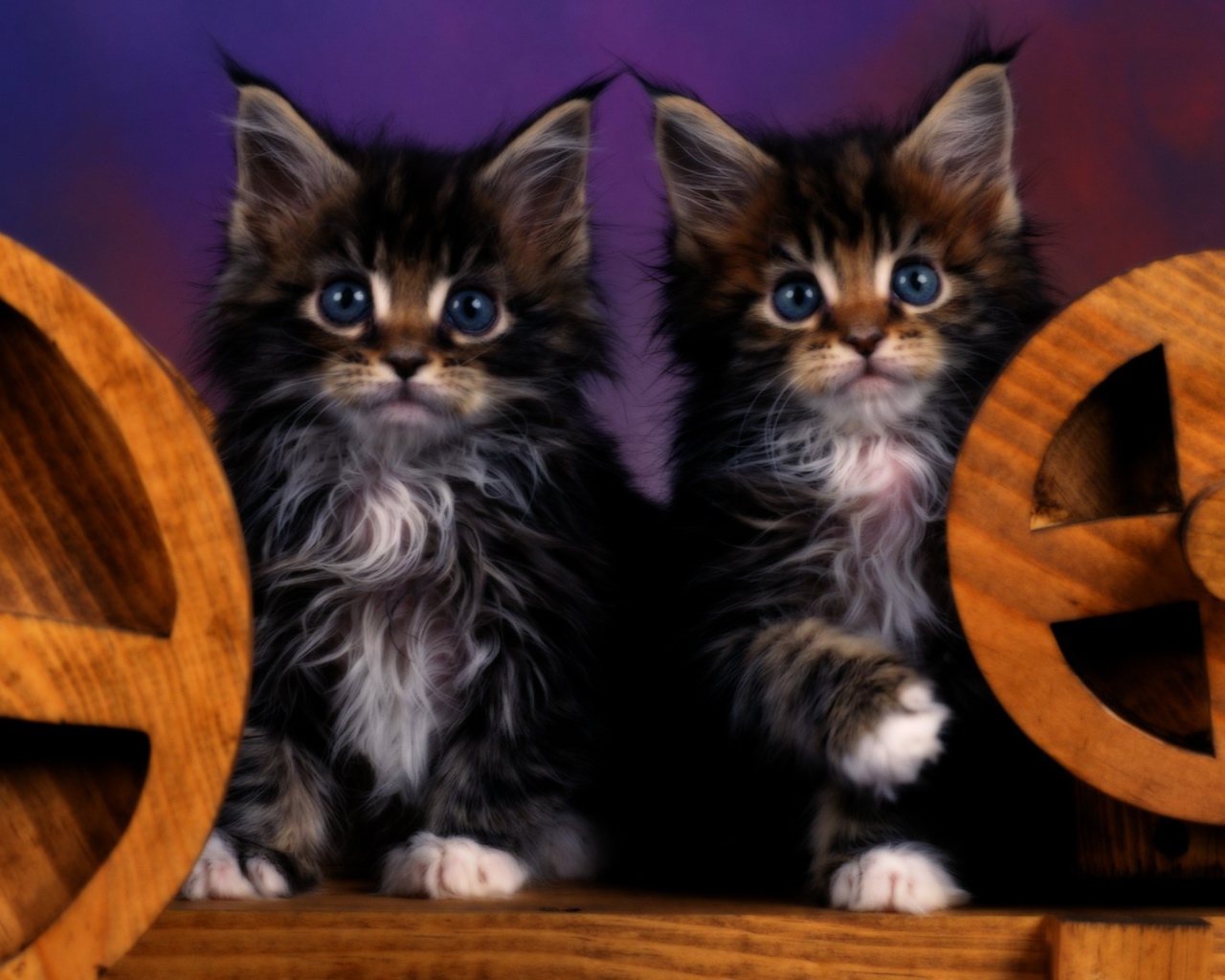 Два котенка с голубыми глазами