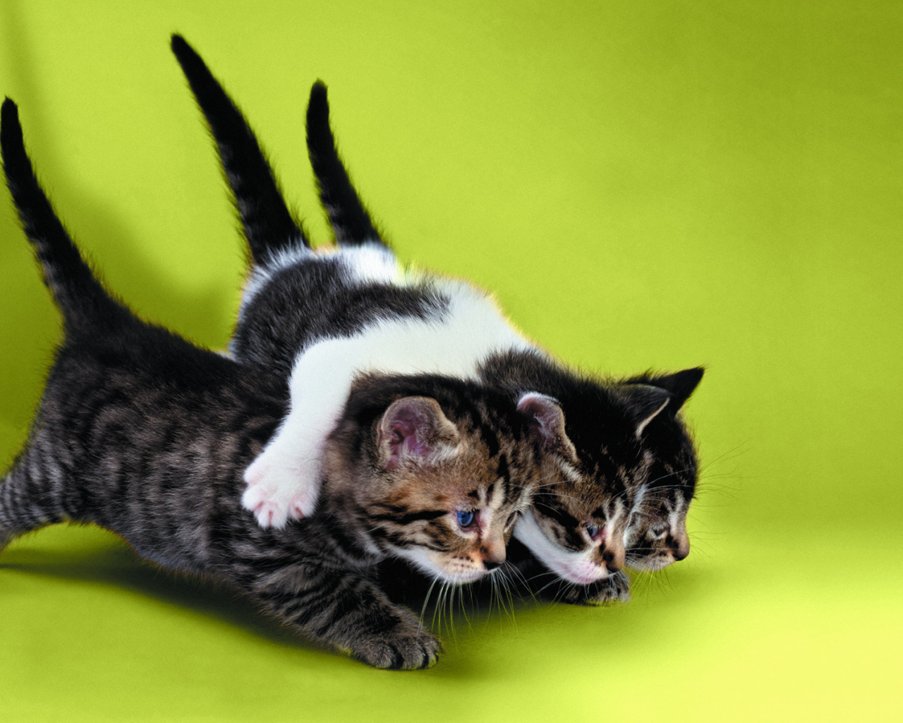 Два котёнка тащат третьего