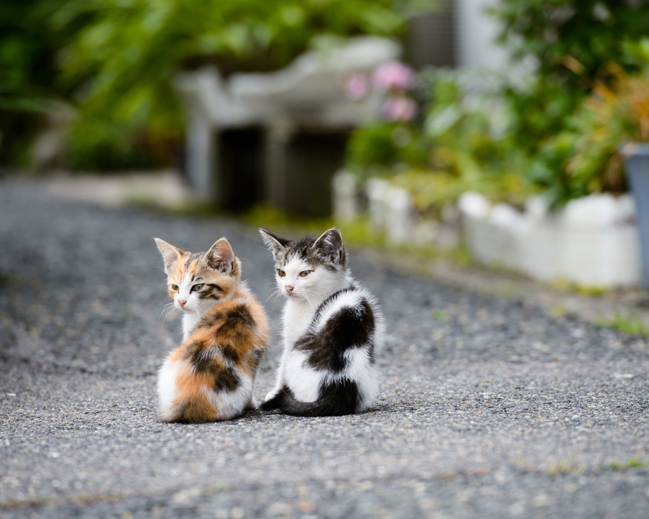 Два котёнка на дороге