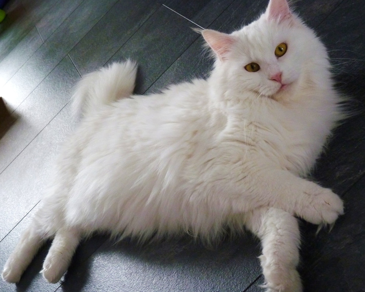 Белый кот мейн-кун разлёгся на полу