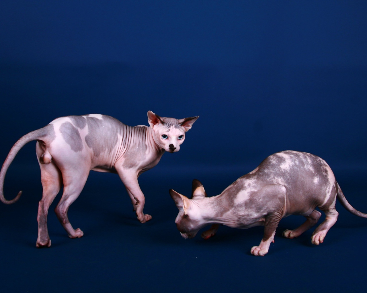 Коты сфинкс на синем фоне
