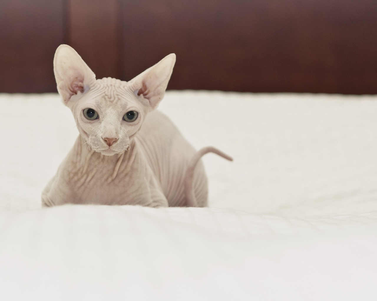 Белый кот сфинкс на кровати