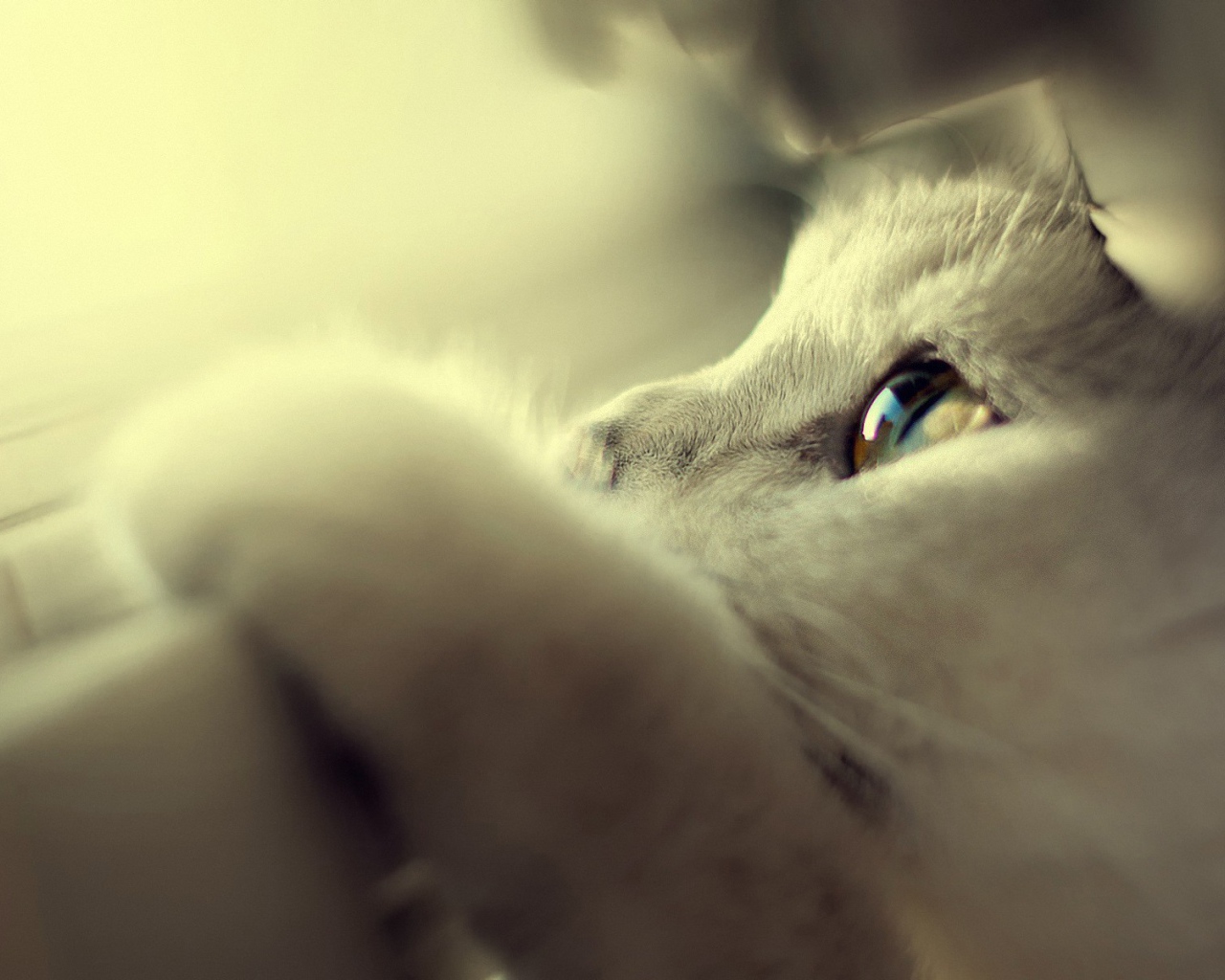 Белый кот спрятался