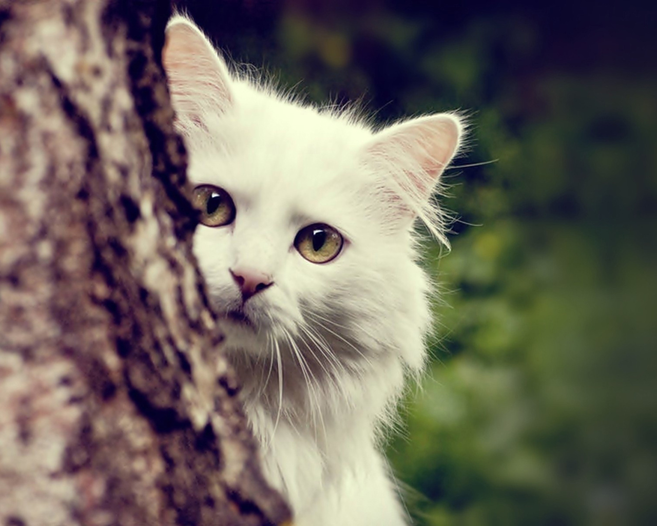 Белый кот спрятался за деревом