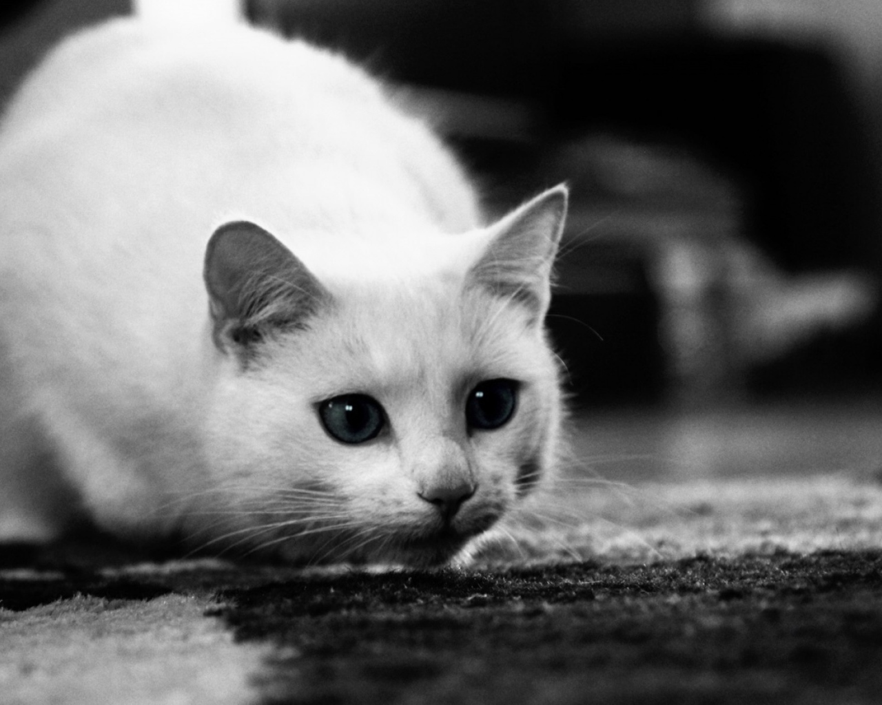 Белый кот охотится