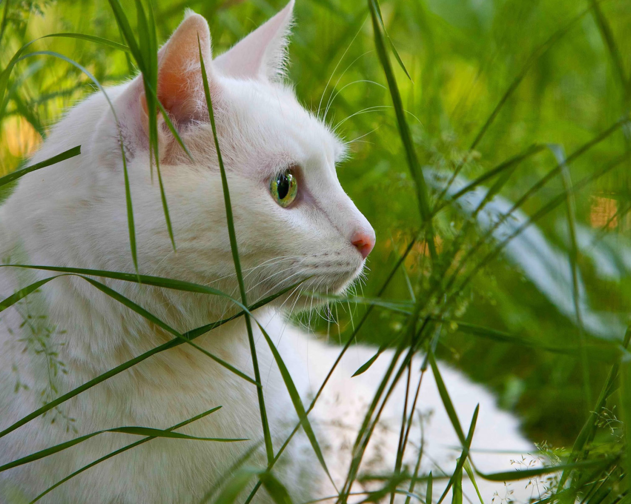 Белый кот в траве