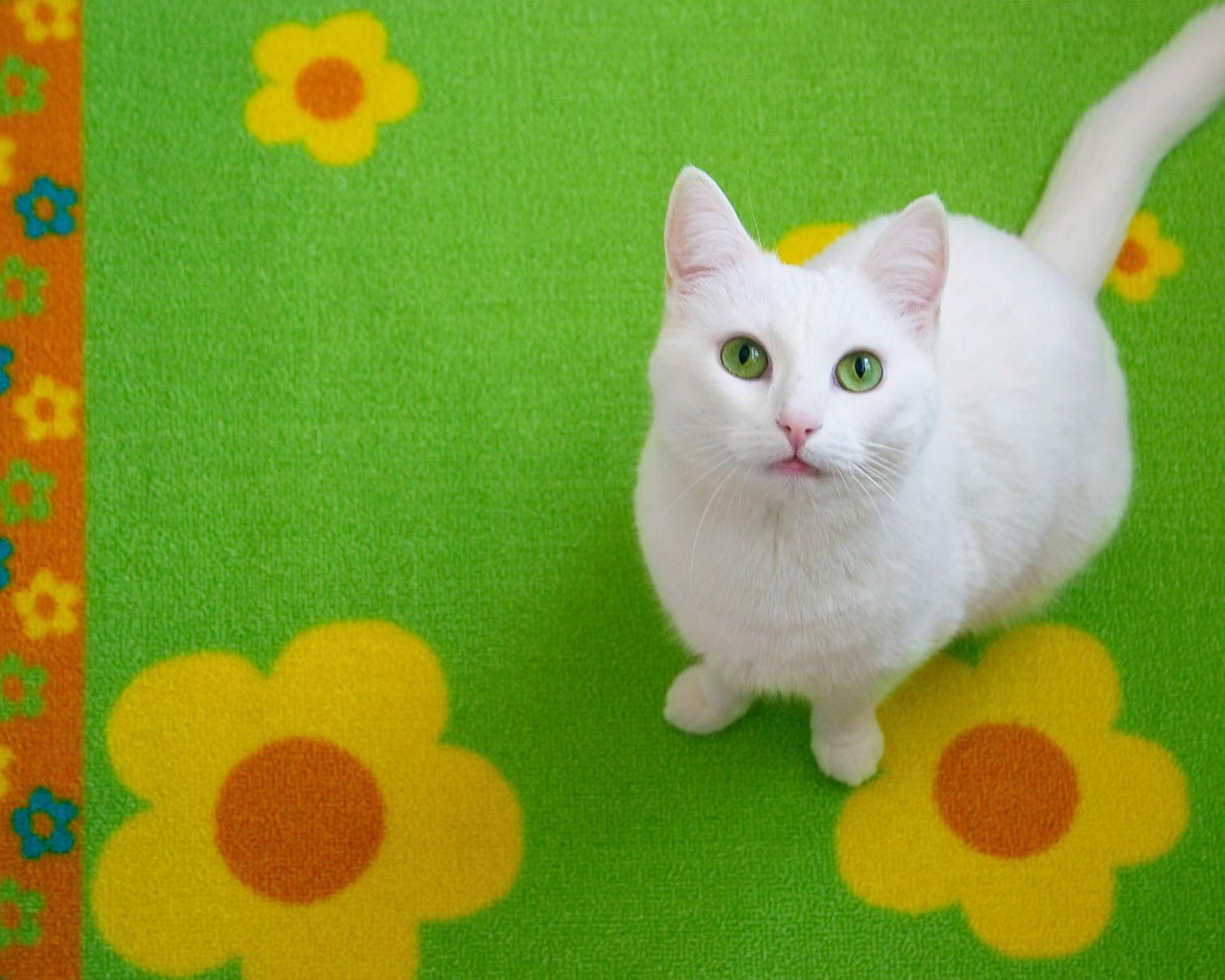 Белый кот на зелёном ковре