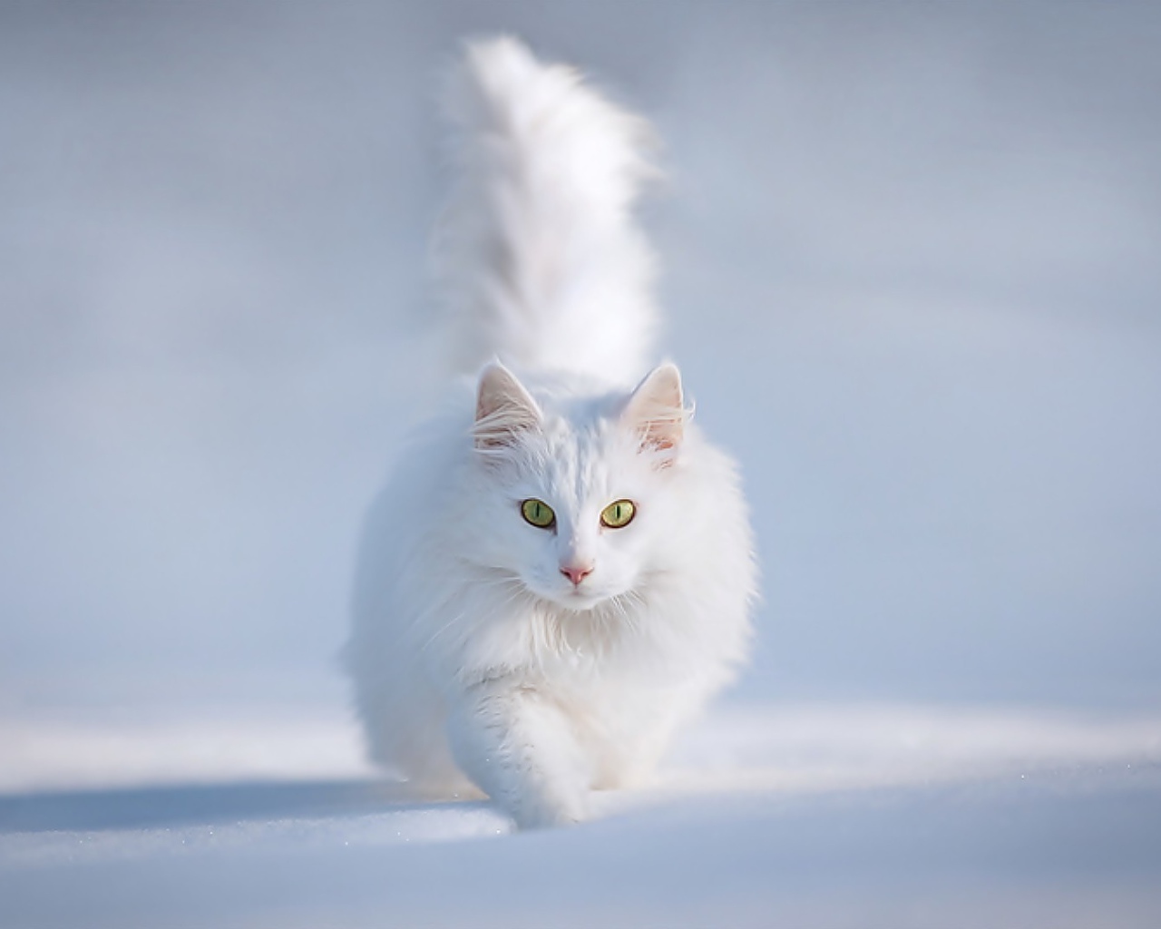 Белый кот бежит по снегу