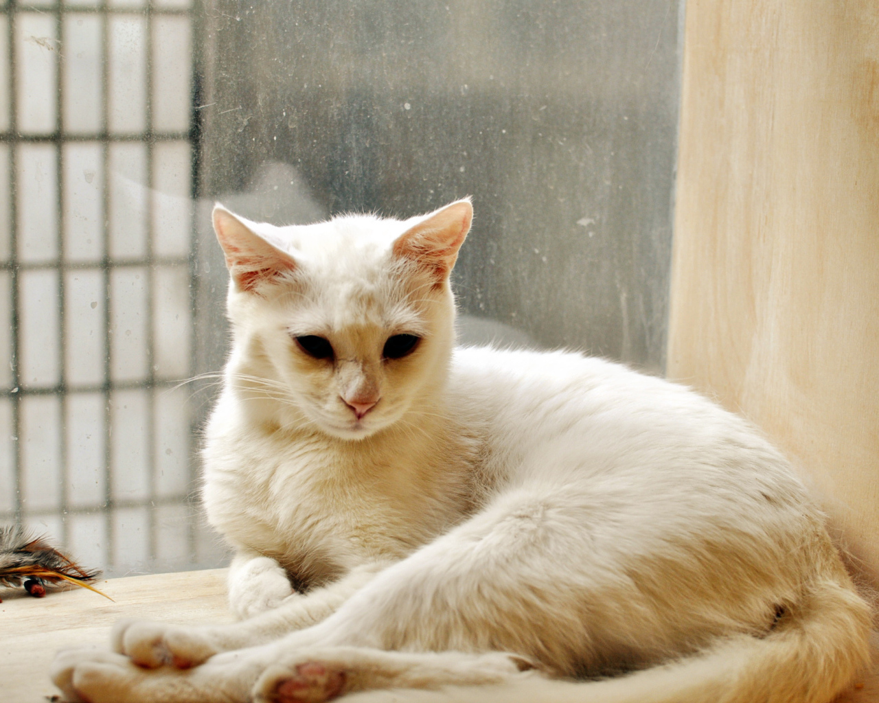Белый кот грустит в дождливую погоду