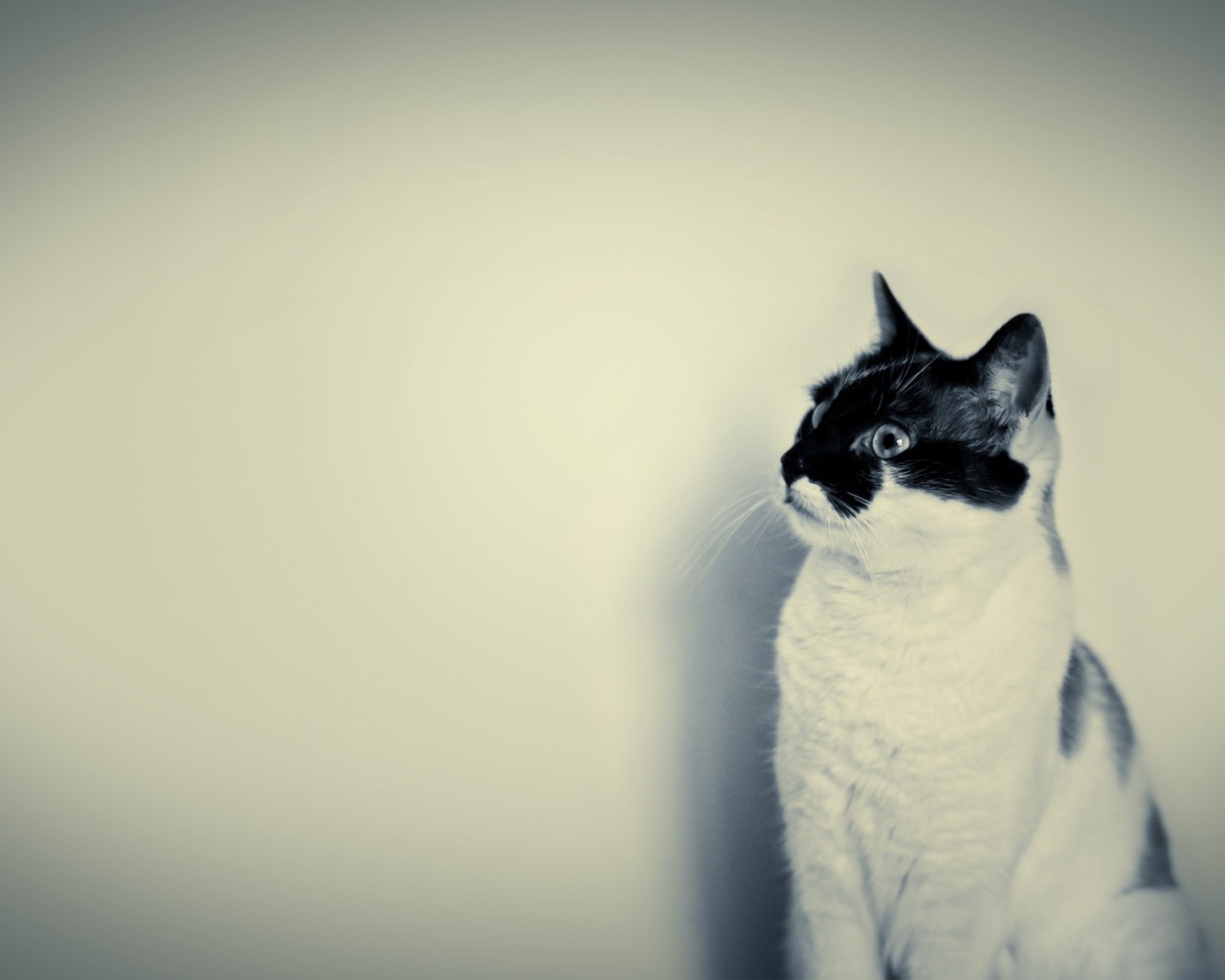 Белый кот с чёрной мордочкой