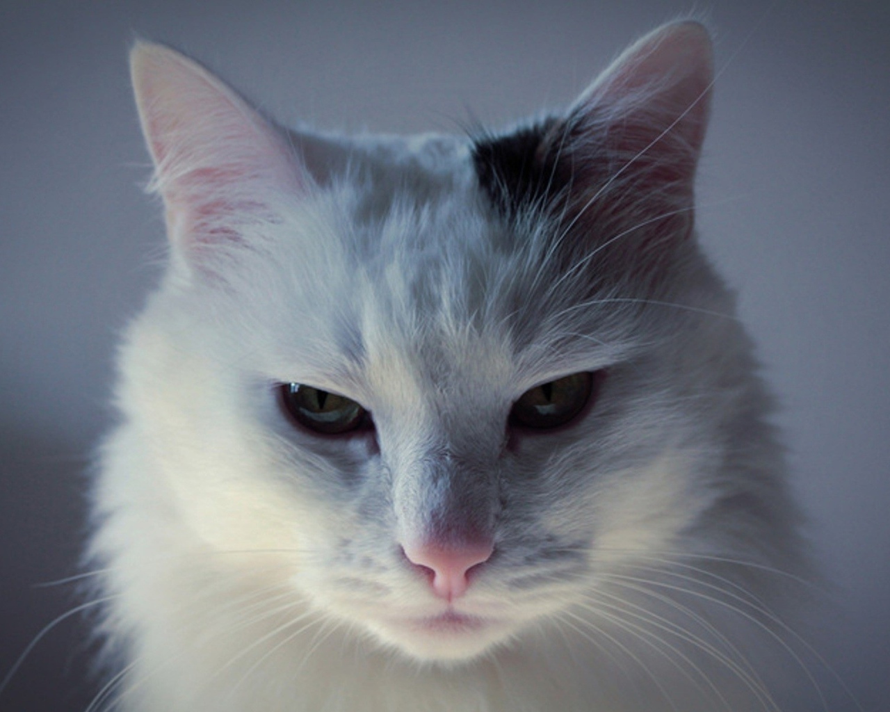 Белый кот с чёрным пятном