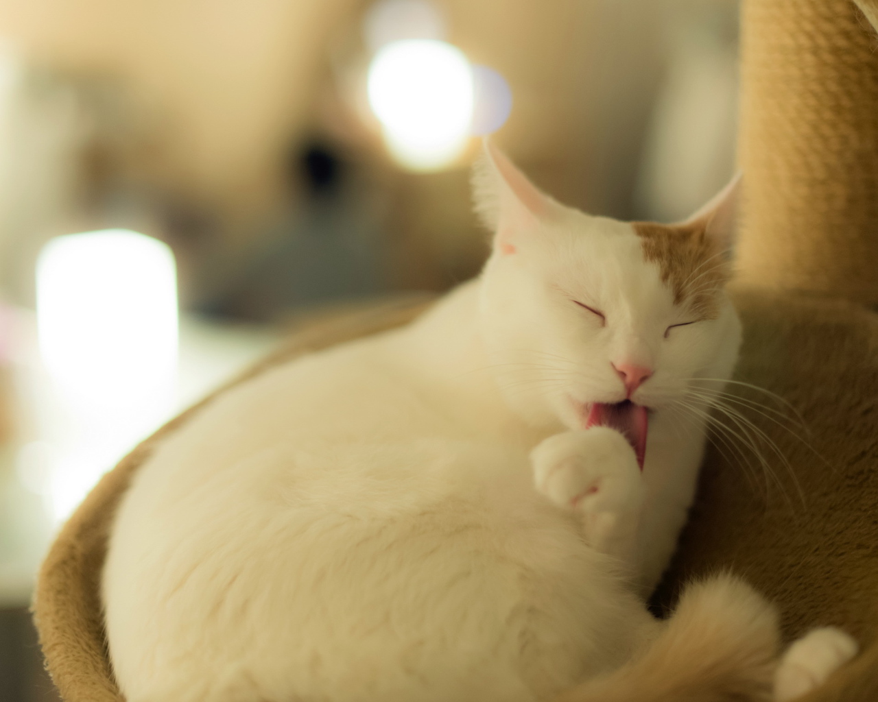 Белый кот с рыжим ухом лижет лапу