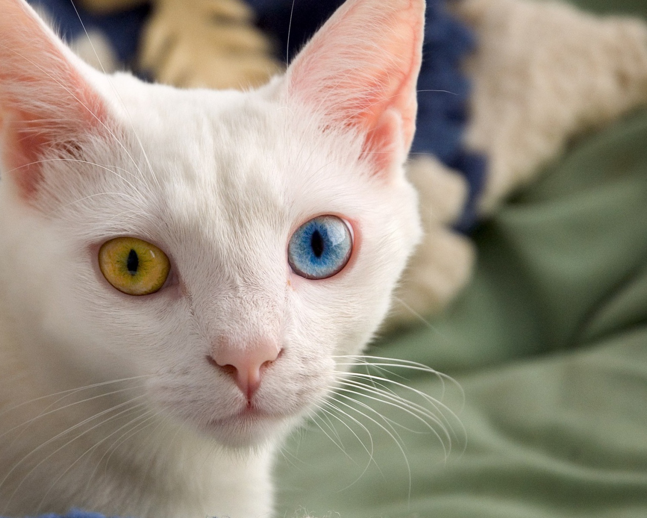 Белый кот с красивыми глазами