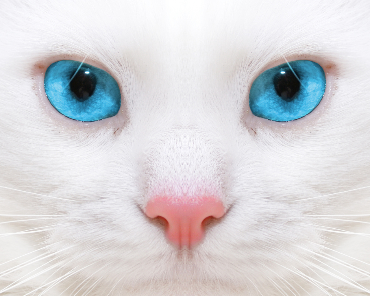 Белый кот с голубыми глазами крупным планом