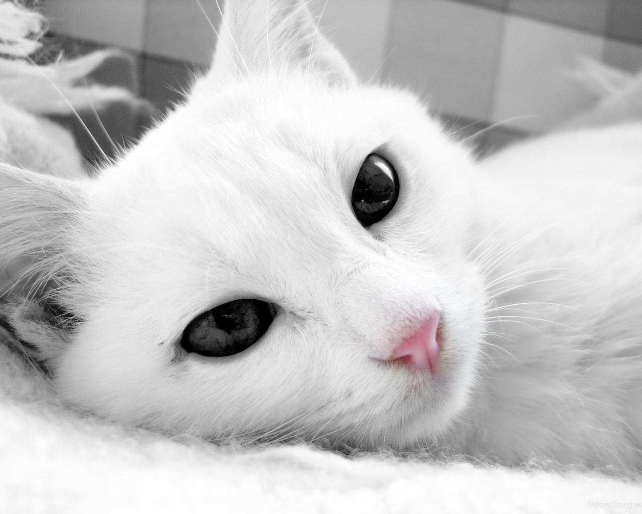 Белый кот с тёмными глазами крупным планом