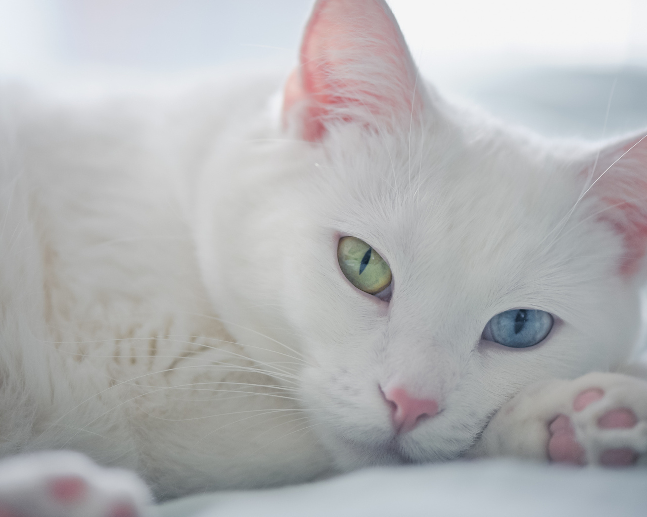 Белый кот с разными глазами отдыхает