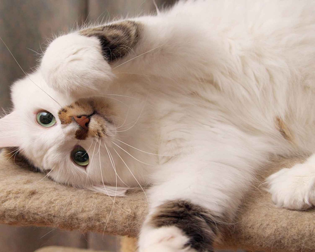 Белый пушистый кот развалился