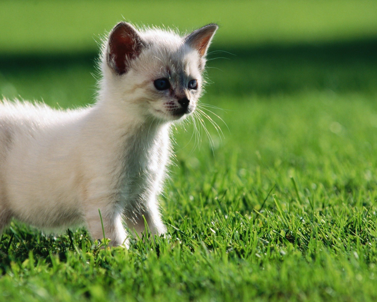 Белый котенок гуляет по газону