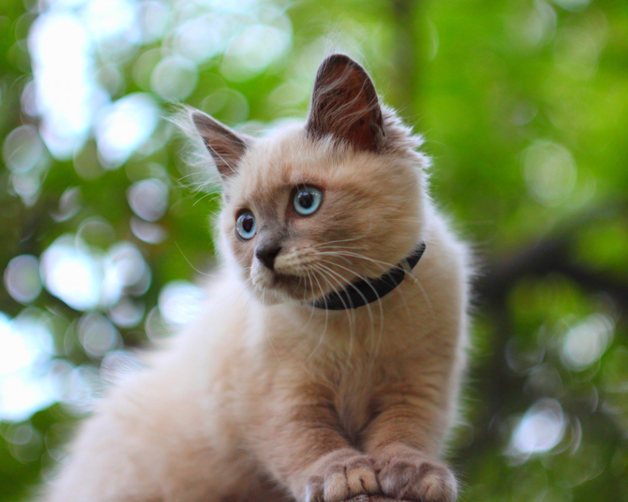 Белый маленький кот с ошейником