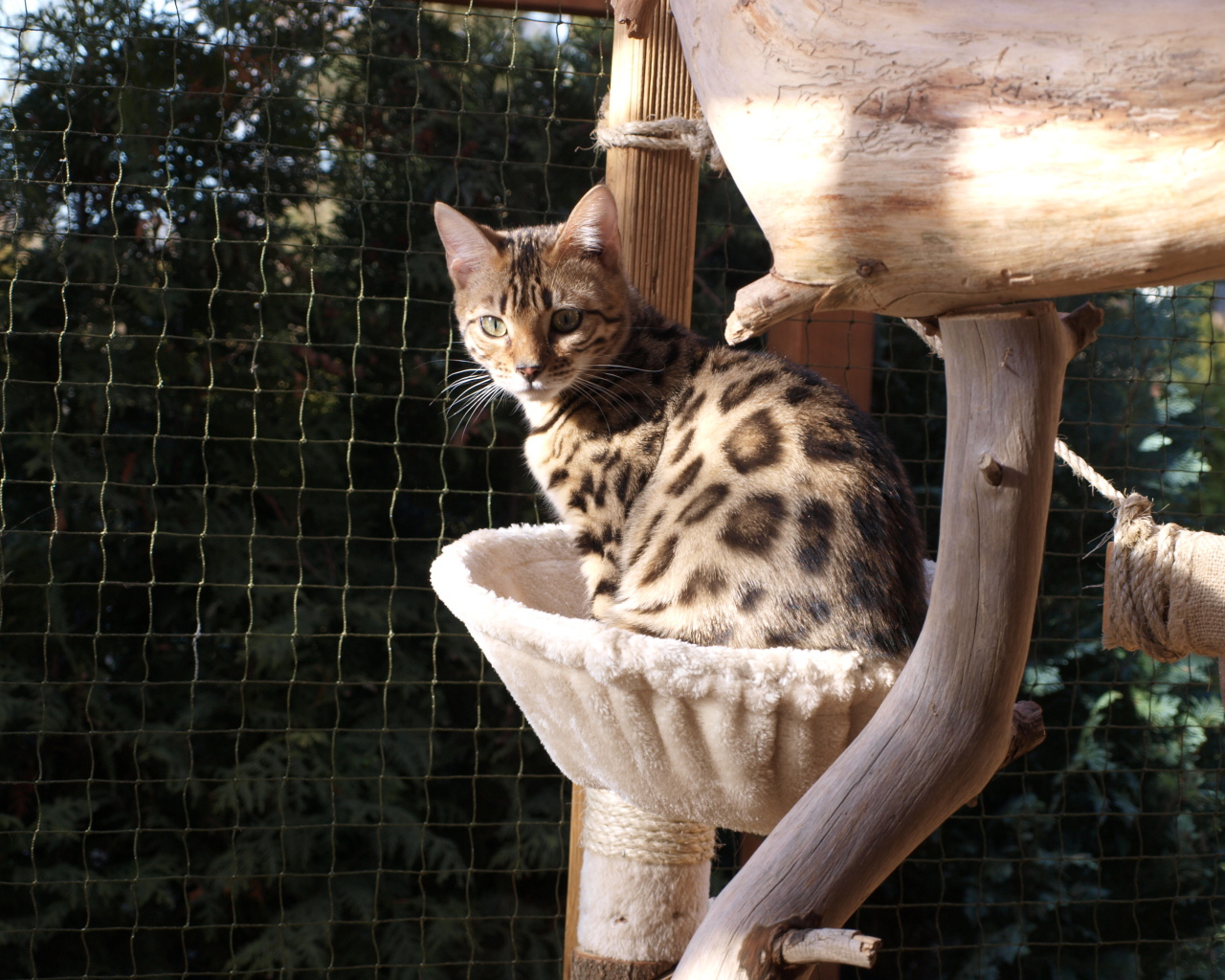 Молодой бенгальский кот