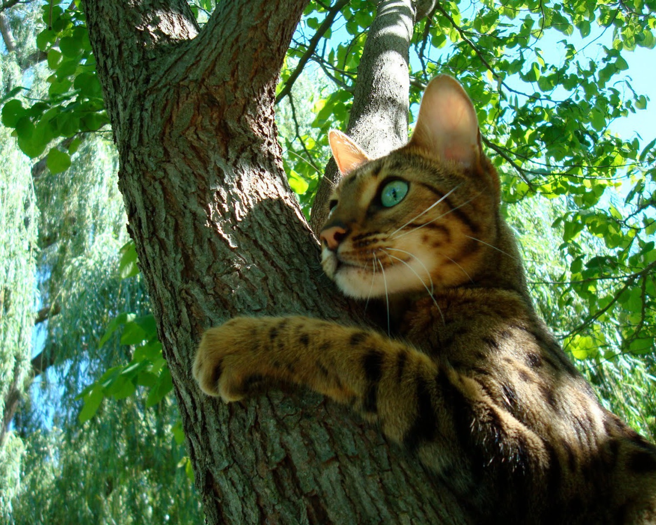 Молодой бенгальский кот на дереве