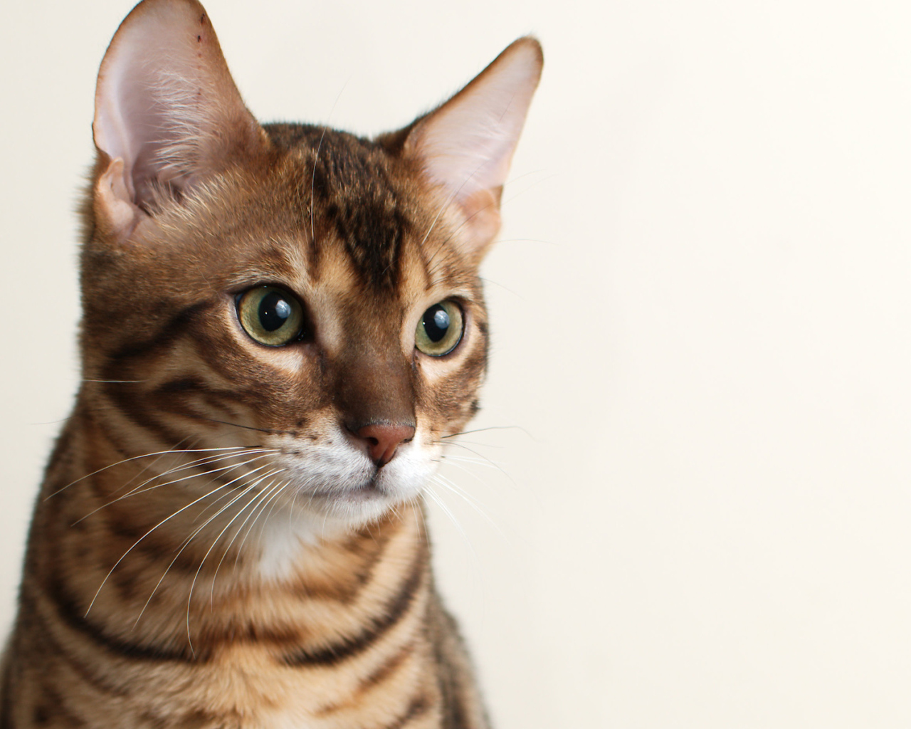 Молодой бенгальский кот на белом фоне