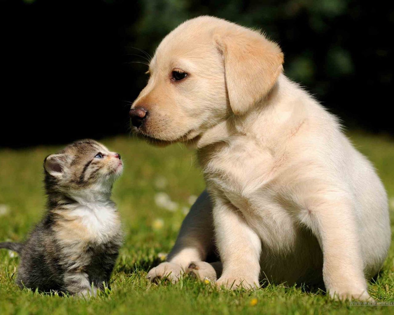 Маленькие красивые кот и пёс