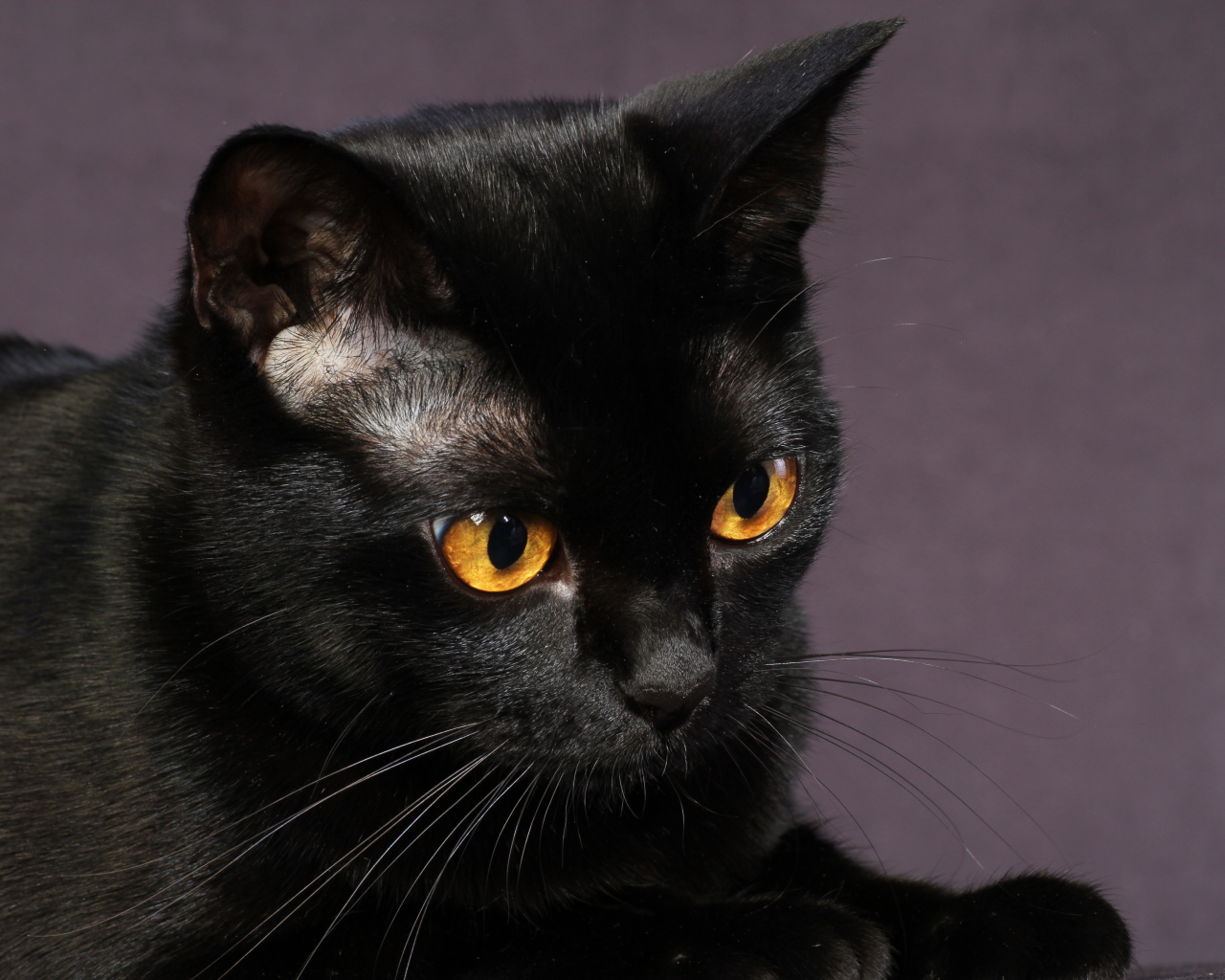 Young black cat on a purple background