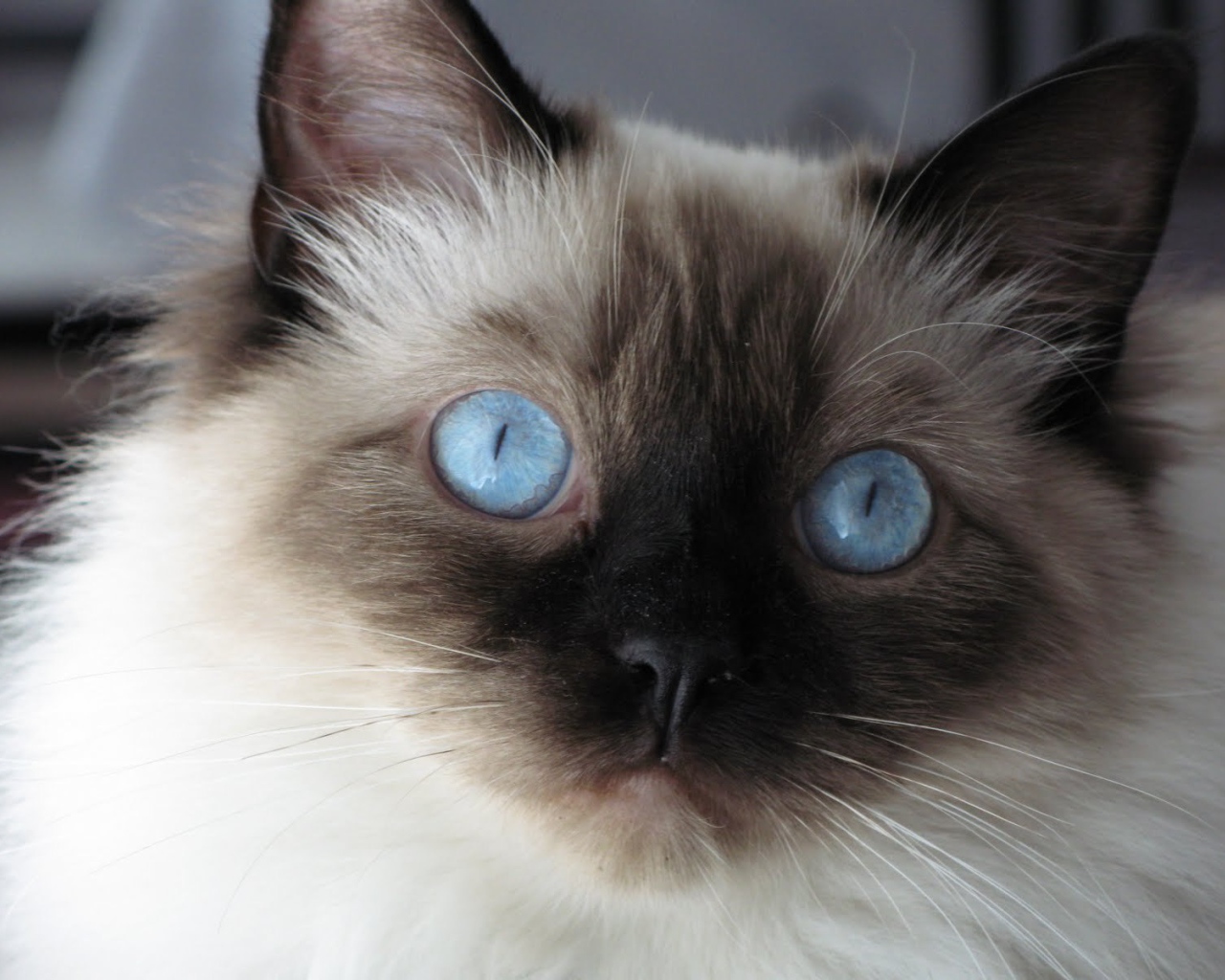 Молодой пушистый сиамский кот