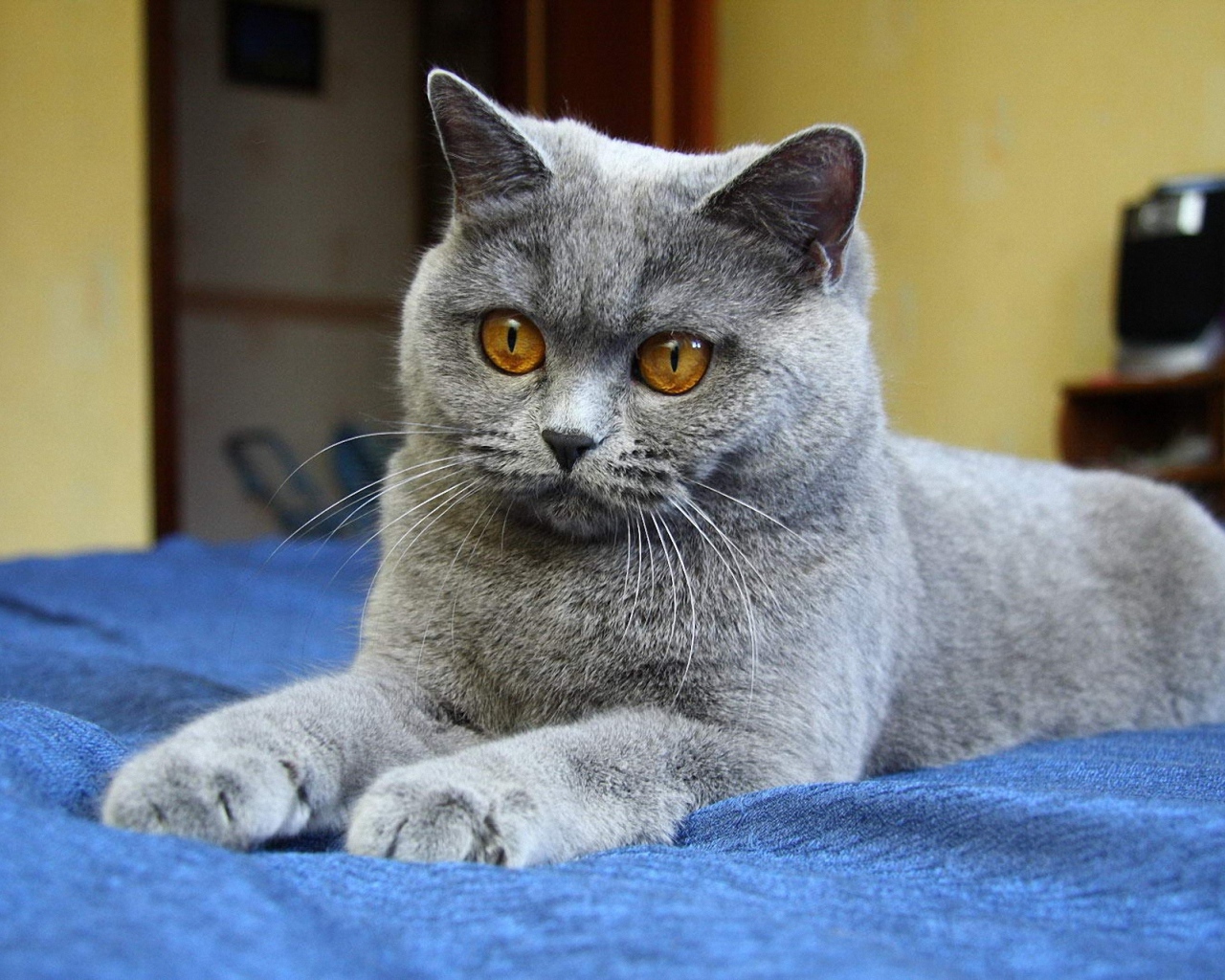 Молодой красивый британский короткошёрстный кот