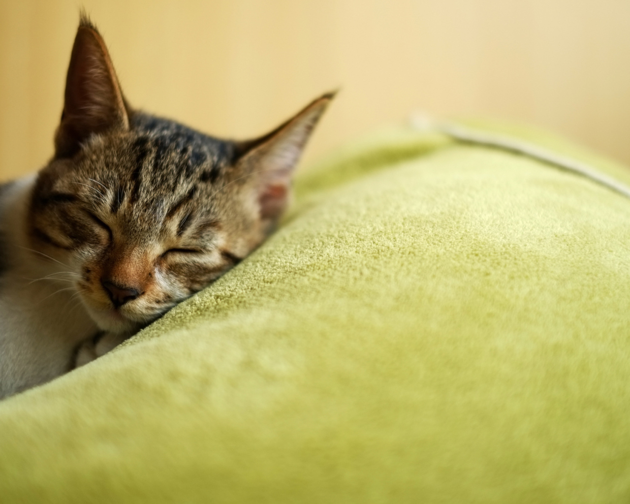 Красивый полосатый кот заснул