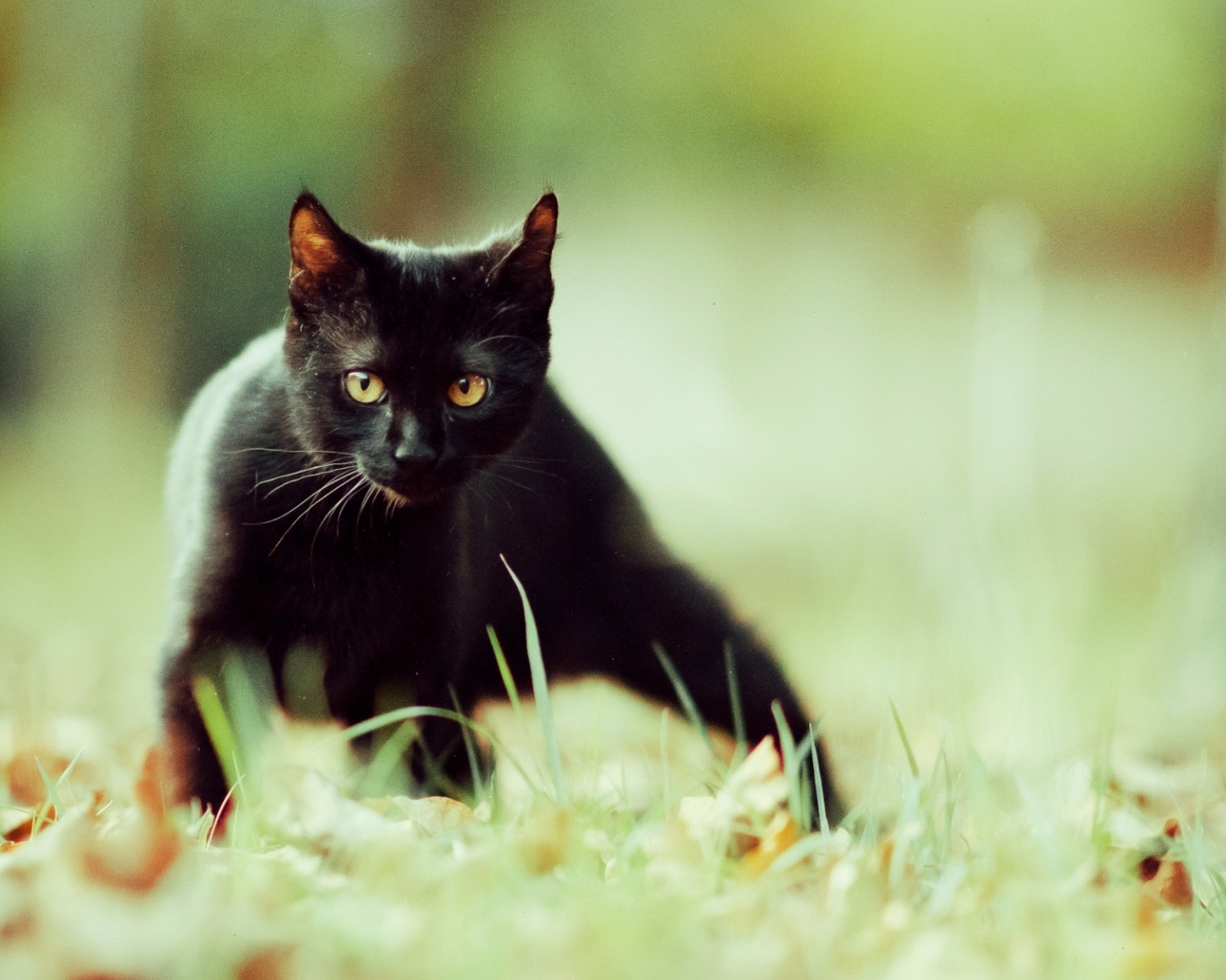 Маленький чёрный кот крадётся