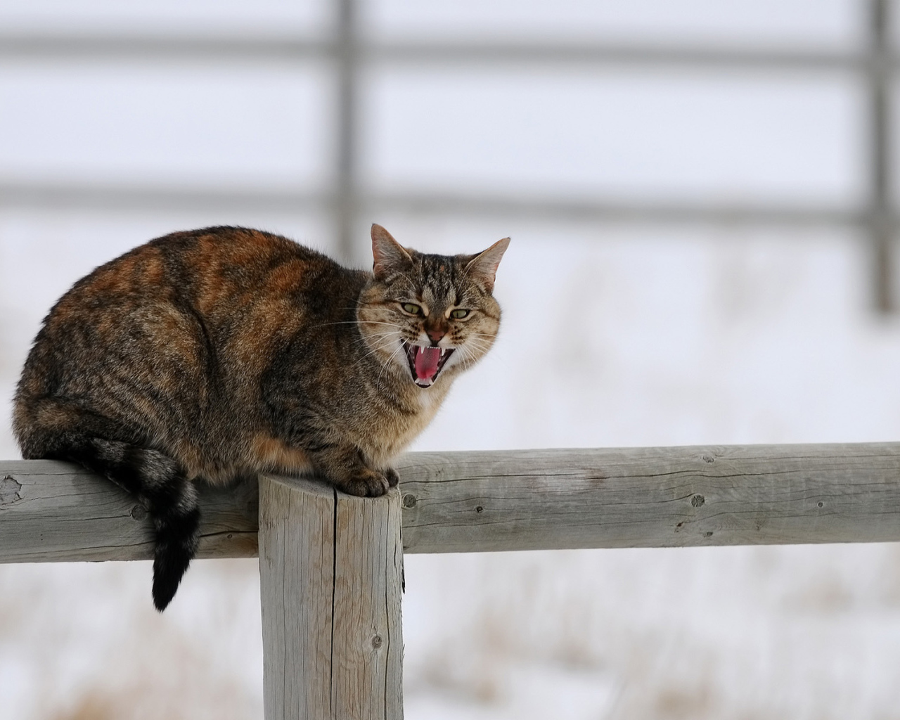 Злой кот на заборе говорит мяу