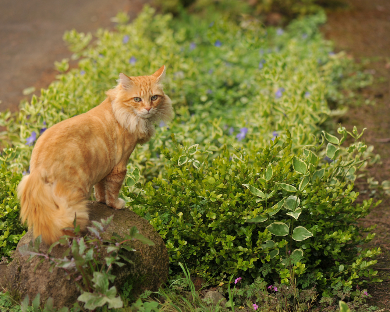 Рыжий красивый кот на камне
