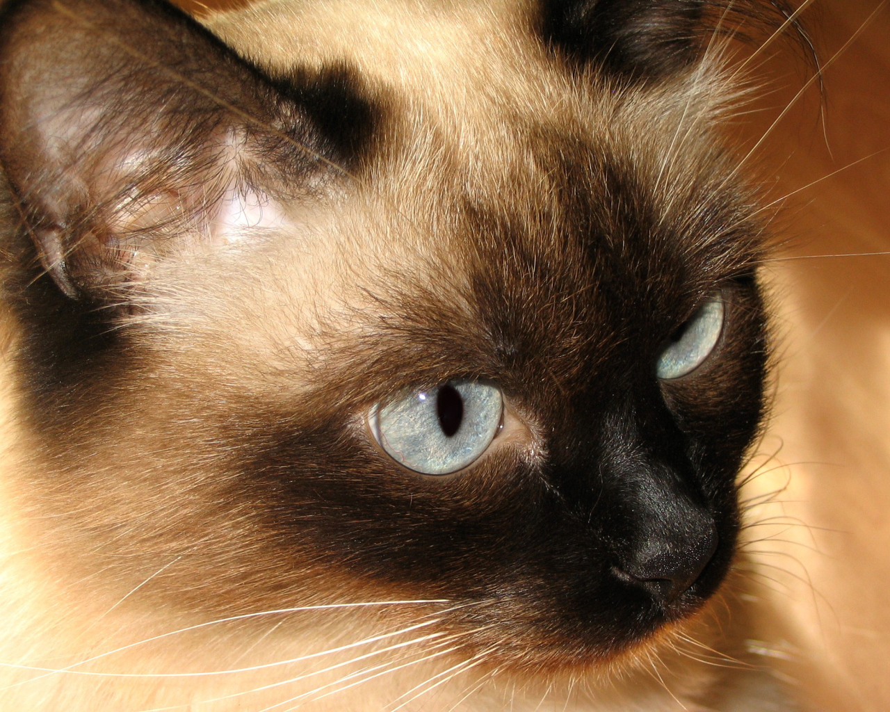 Красивый усатый сиамский кот 