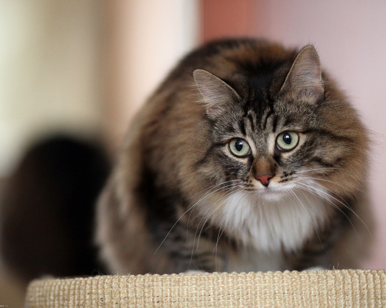 Красивый сибирский кот на кого-то смотрит