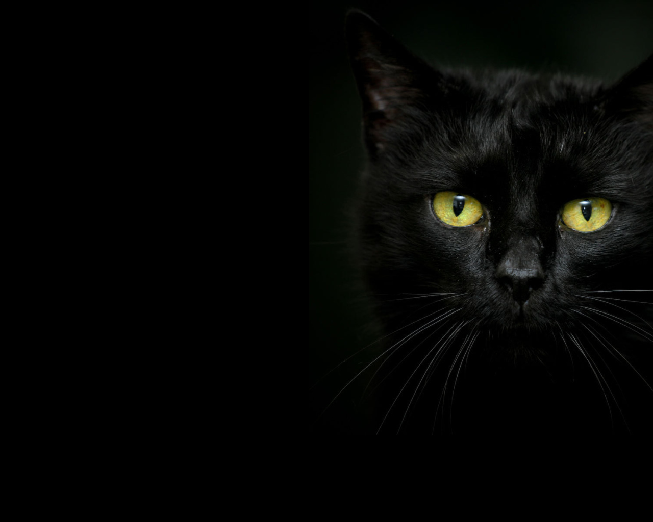 Красивый чёрный кот на тёмном фоне