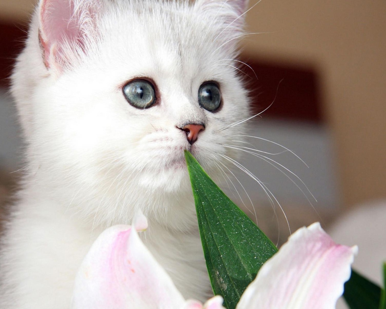 Красивый котёнок с серыми глазами и цветок