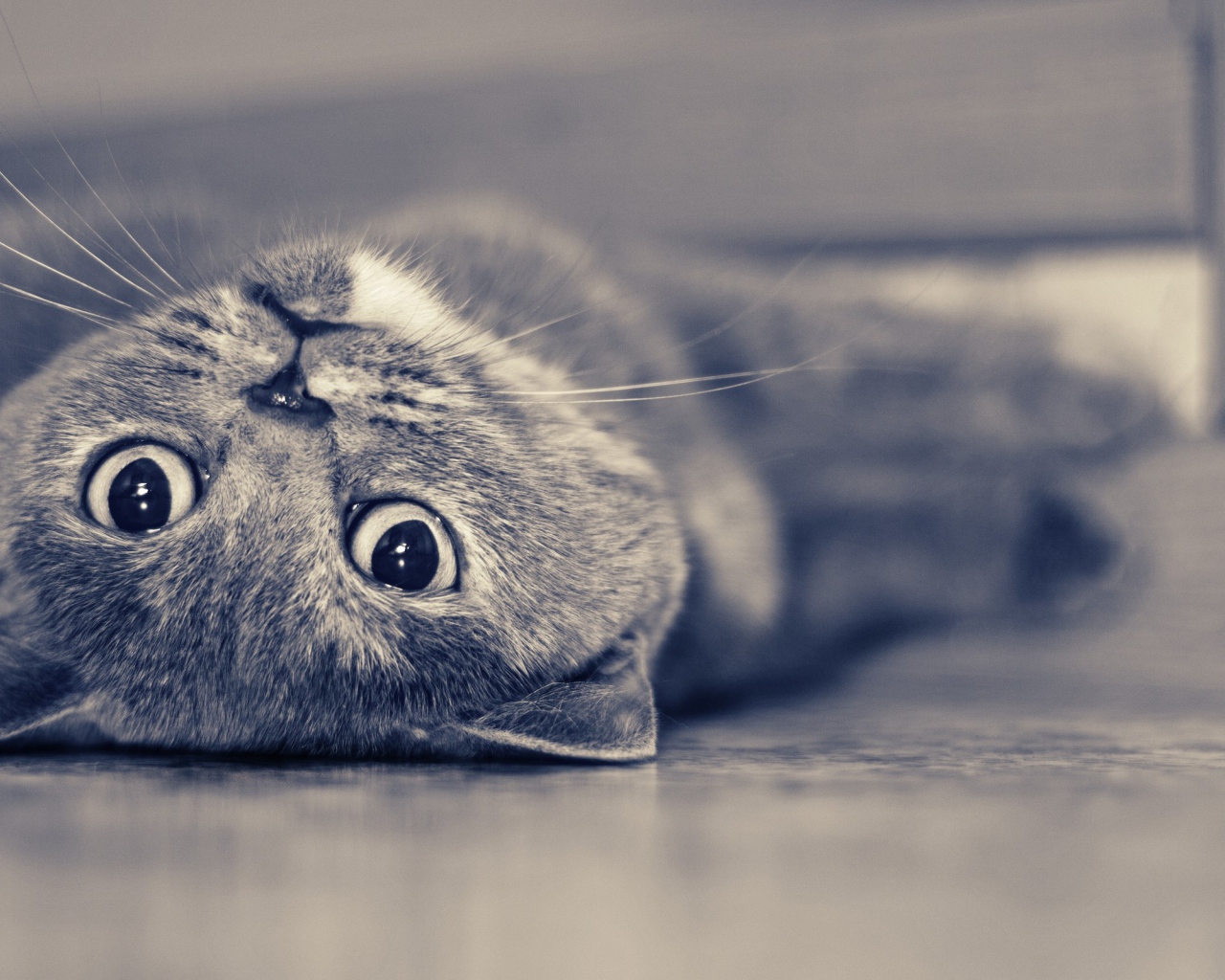 Красивый усатый кот развалился