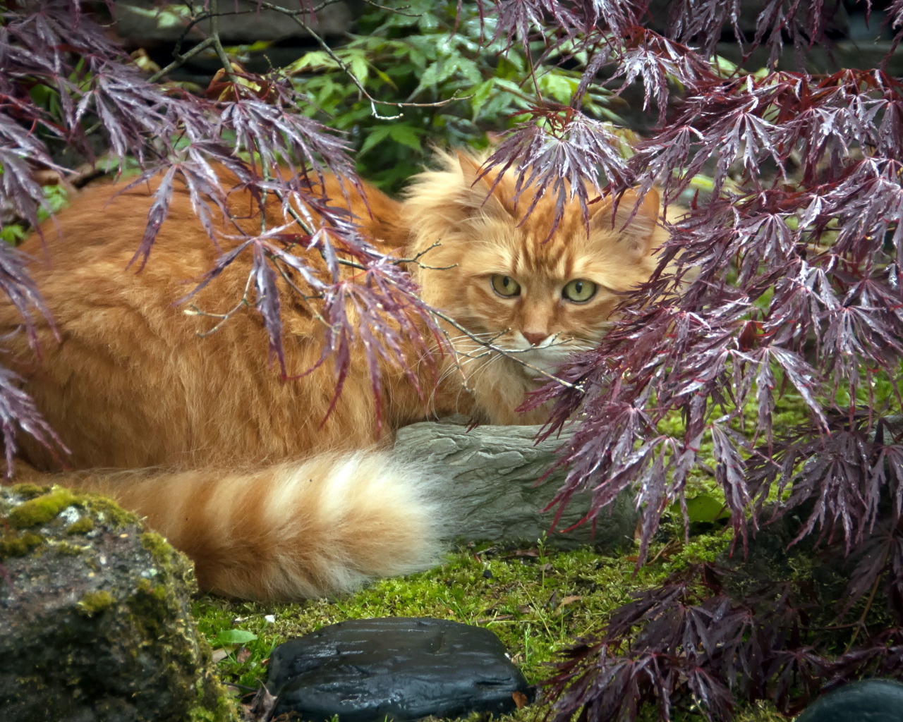 Красивый рыжий кот в растениях