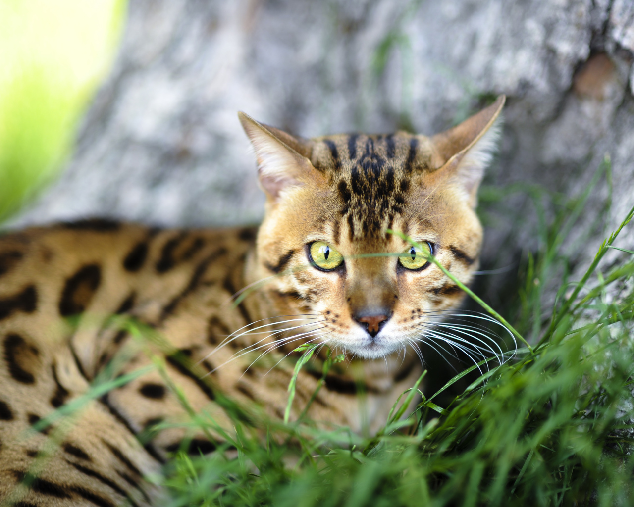 Бенгальский кот возле дерева