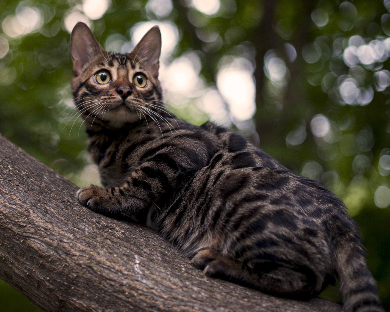 Бенгальский кот на дереве