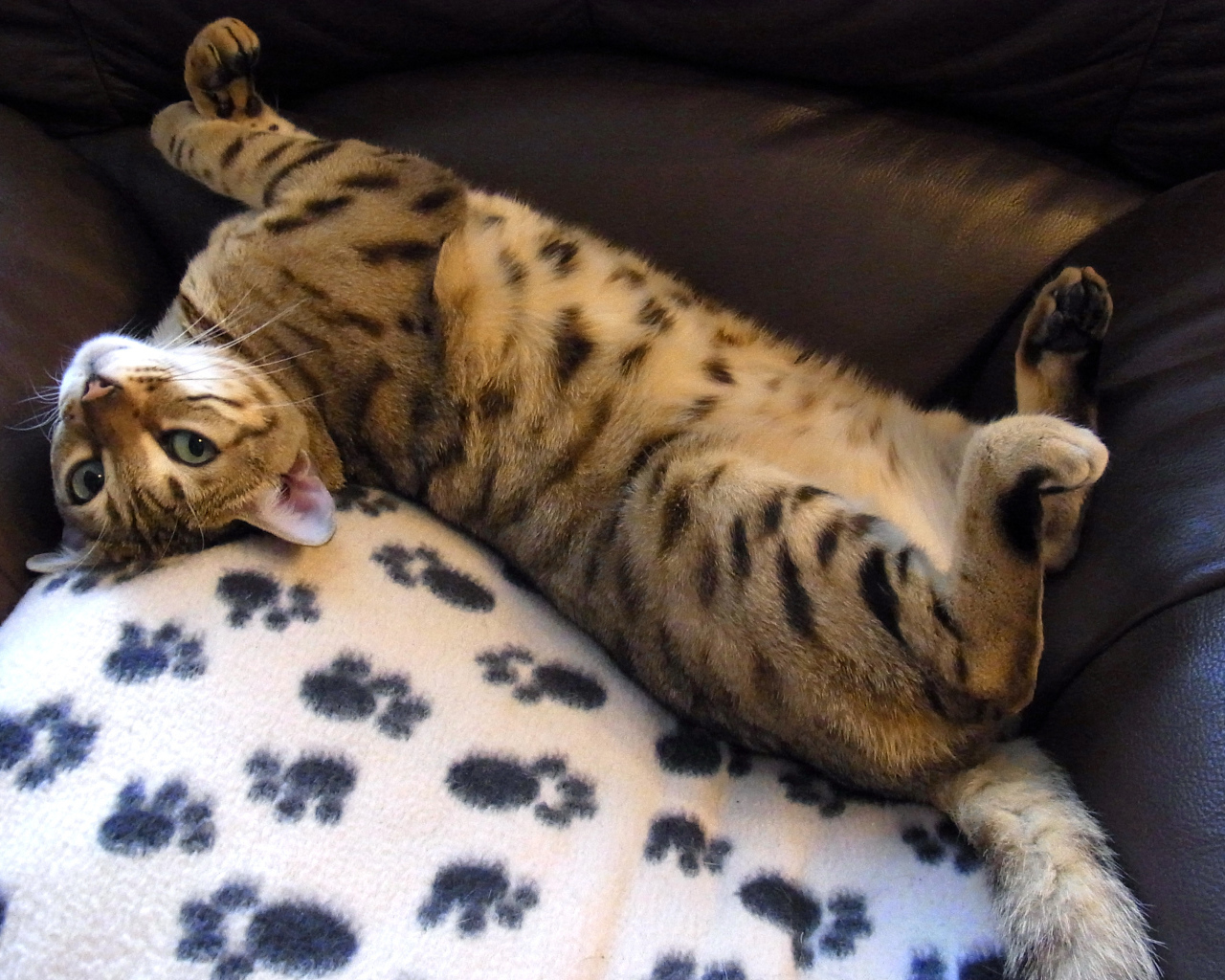 Бенальский кот расслабляется на кресле