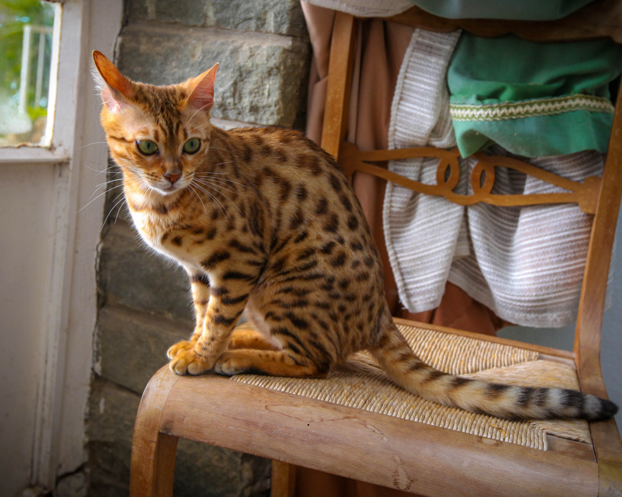 Бенгальский кот сидит на стуле